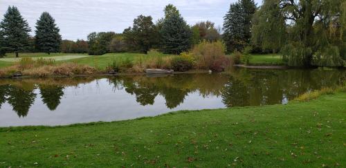 willows and pond