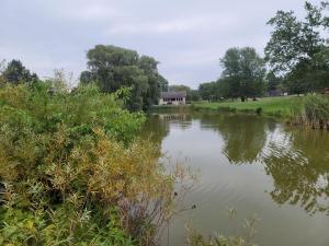 green grass and pond edge