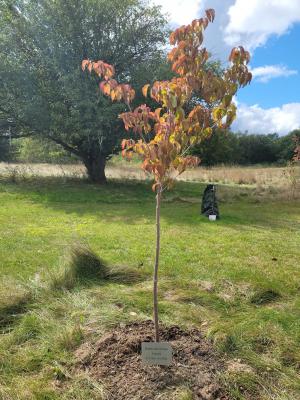 Sharon's tree