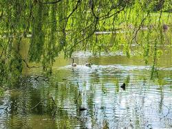 geese on pond, willow